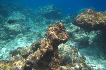 Fototapeta na wymiar Underwater reef with fishes and corals on Ukulhas, Maldives