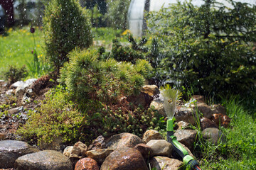 watering Alpine garden hose