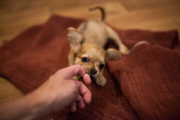Little chihuahua puppy playing with owner