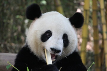 Playful female panda in Guangzhou,China