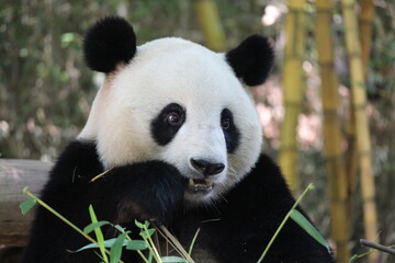 Playful female panda in Guangzhou,China