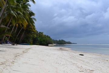 ocean with beach and palms