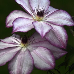 Fleur de clématite rose clair 