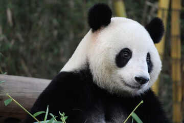 Playful female panda in Guangzhou,China