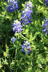 Obraz premium Bluebonnets in springtime sunshine