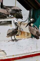 Pelican sitting on boat with shrimp in beak