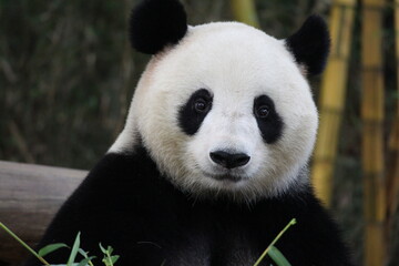 Speelse vrouwelijke panda in Guangzhou, China