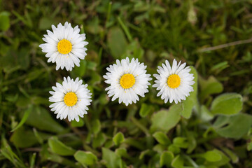 białe kwiatki