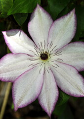 Fleur de clématite rose clair 