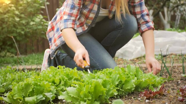 Closeup video of young woman scarifying and digging soil at garden with growing lettuce