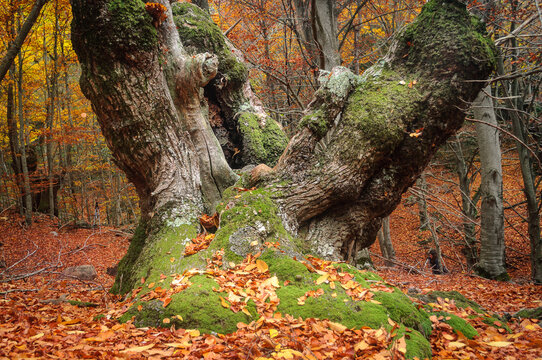 Castaño centenario en un bosque de Viladrau , Cataluña, con los colores de otoño