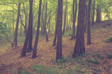 Magic foggy forest. Beautiful sunrise in morning forest