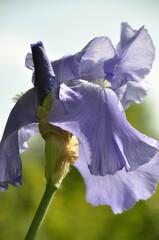 iris bleu 