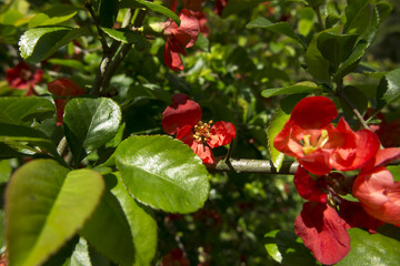 Red flowers on a tree  as a background
