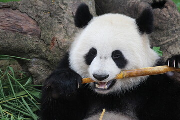 Obraz premium Sub-Adult Fluffy panda in China