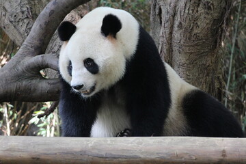 Obraz na płótnie Canvas A playful panda in China is sleeping