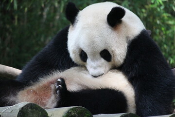 Giant panda is licking the left over food on her body