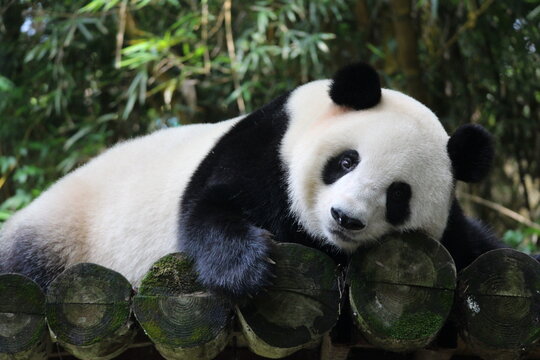 Fototapeta A playful panda in China is sleeping