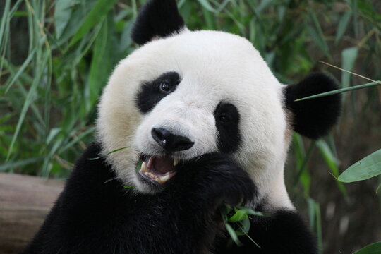 A cute female panda in Guangzhou