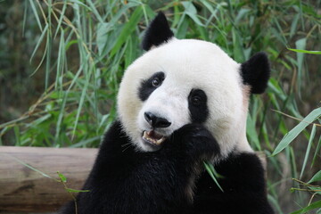 Fototapeta na wymiar A cute female panda in Guangzhou