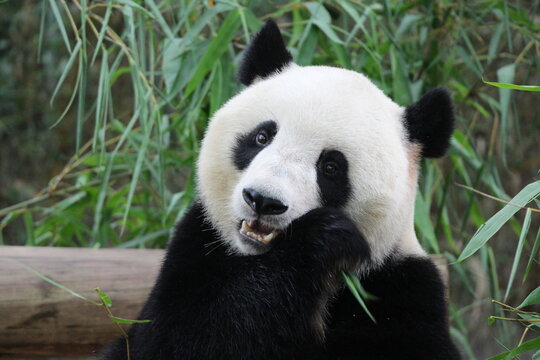 A cute female panda in Guangzhou