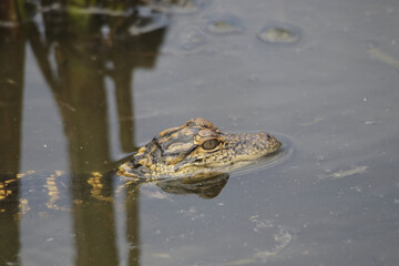 baby Alligator