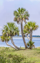 Tropical tree (palm) Landscape