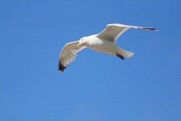 flying gull  (Larus argentatus)