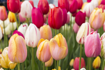 Yellow and Red Tulips