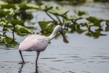 Roseate Spoonbill