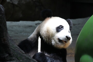A happy giant panda is eating bamboo