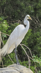 White Egret