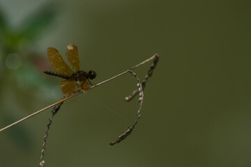 insect with body in color and wings golden brown