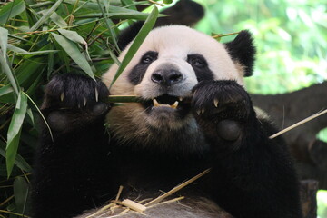 A young panda is eating bamboo stick