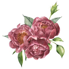 Watercolor bouquet of peony and greenery. Hand painted floral composition with flowers and leaves isolated on white background. Vintage botanical illustration for design.