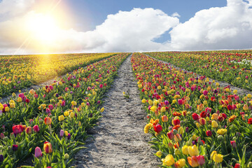 beautiful garden of tulip. Summer sun and flower garden 