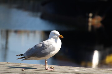 seagull