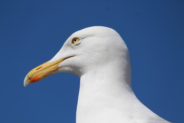 seagull