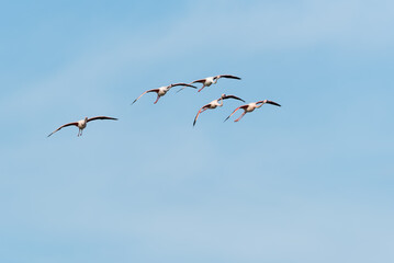 Greater flamingo, Phoenicopterus roseus