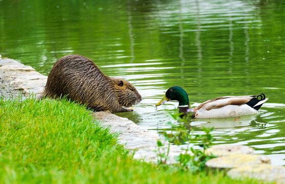 Un ragondin et un canard au bord de l'&eacute;tang.
