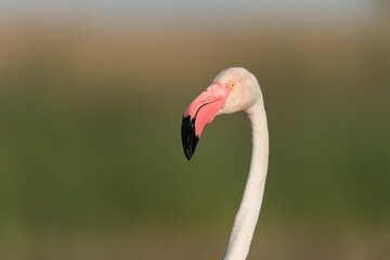 Fototapeta premium Greater flamingo, Phoenicopterus roseus