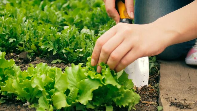 Closeup 4k video of young woman working in garden and taking care of fresh green lettuce