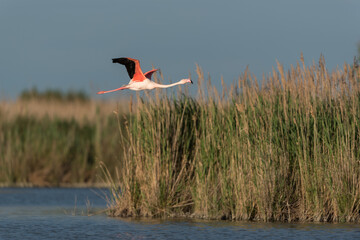 Greater flamingo, Phoenicopterus roseus