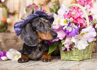 dachshund in hat