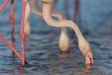 Greater flamingo, Phoenicopterus roseus