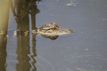 Baby Alligator