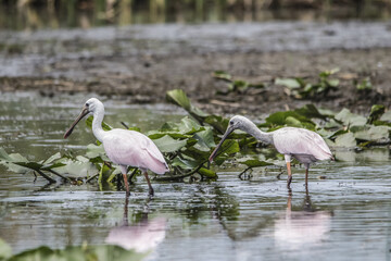 Roseatte Spoonbills