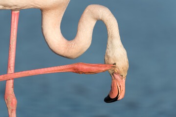 Greater flamingo, Phoenicopterus roseus