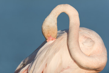 Naklejka premium Greater flamingo, Phoenicopterus roseus