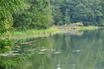  Cormorant by the lake